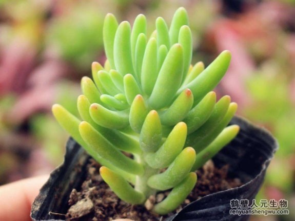 关于多肉植物那些事