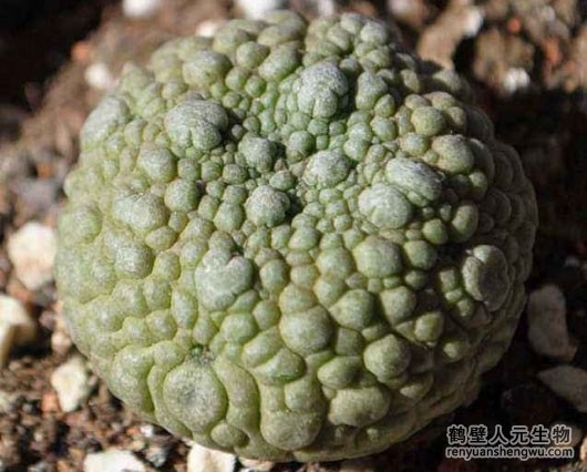 关于多肉植物那些事