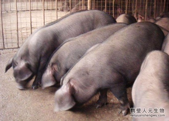 猪粪是如何发酵成有机肥料的？