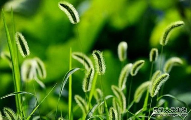 科学施肥的小技巧