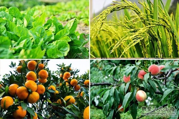 太阳能自动虫情测报灯使用范围