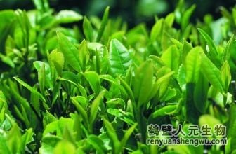 冬季增施有机肥，提高茶园鲜叶质量
