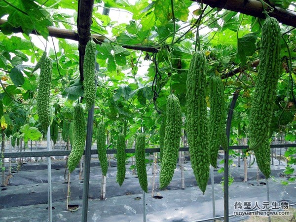 苦瓜的种植技术居然有这样的奥秘