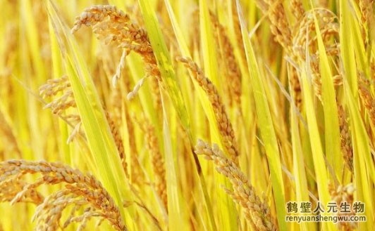 水稻居然有这种时期