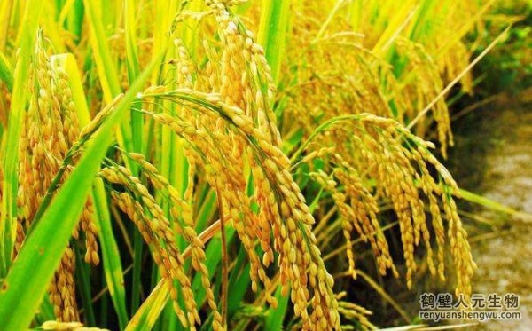 水稻高产施肥基本原则及注意事项