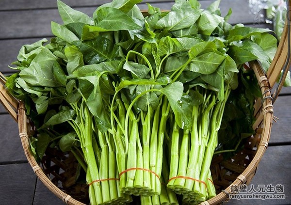 如何识别、防治空心菜白锈病