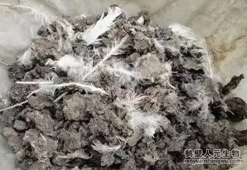 鸡粪有机肥发酵过程