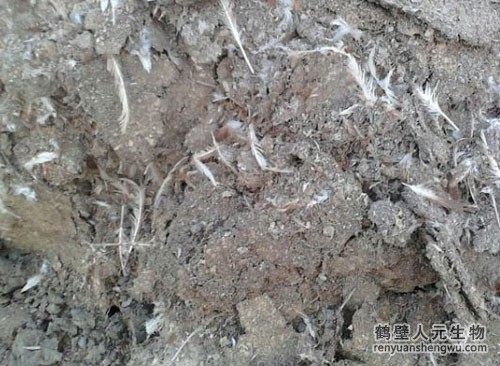 如何制作鸡粪有机肥 