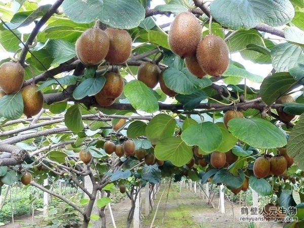 果树种植上施用生物有机肥的作用与方法