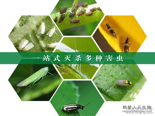 黄色粘虫板