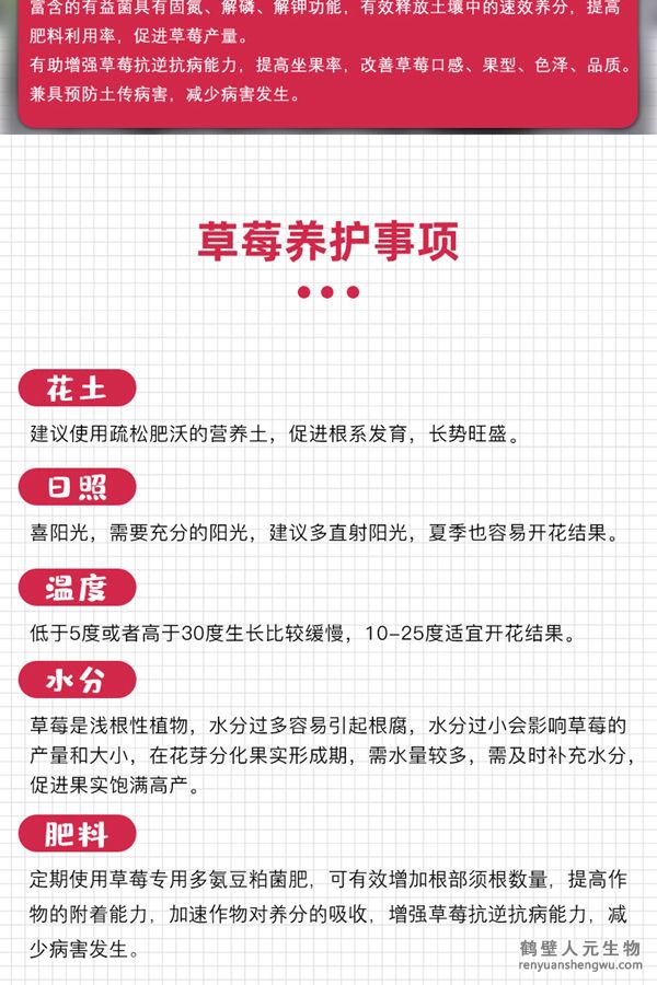 草莓种植中养护注意事项