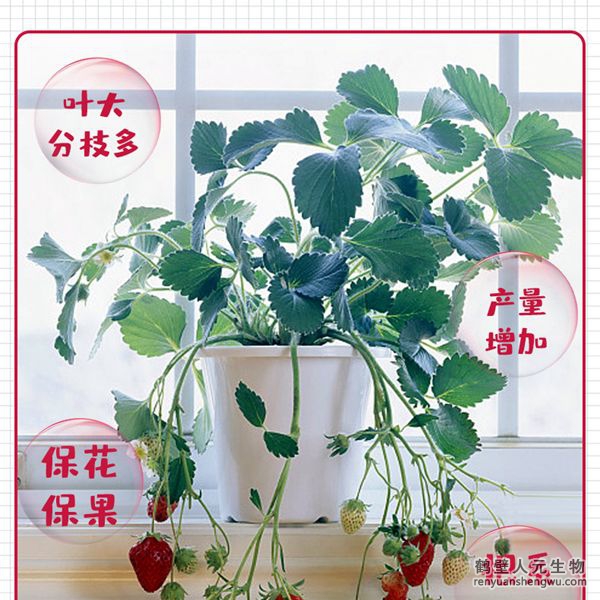 草莓专用菌肥有效活菌数量大，生命力强，为种植草莓量身定制。