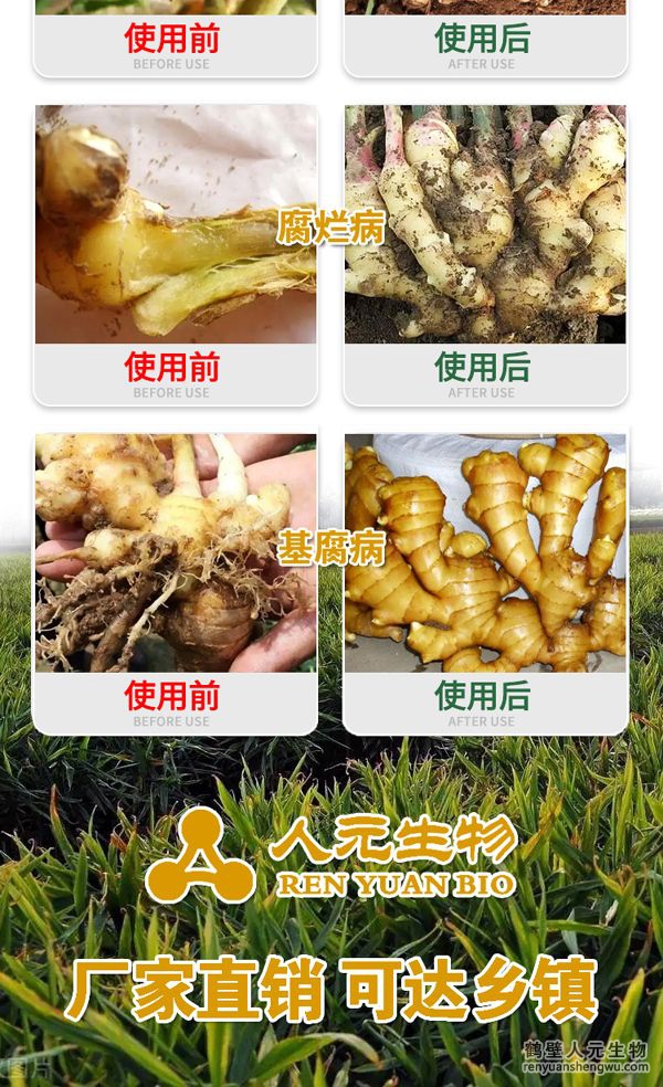 多氨豆粕菌肥系列大姜专用肥使用效果图