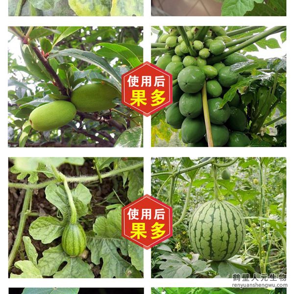 多氨豆粕菌肥系列瓜类专用肥使用效果图2