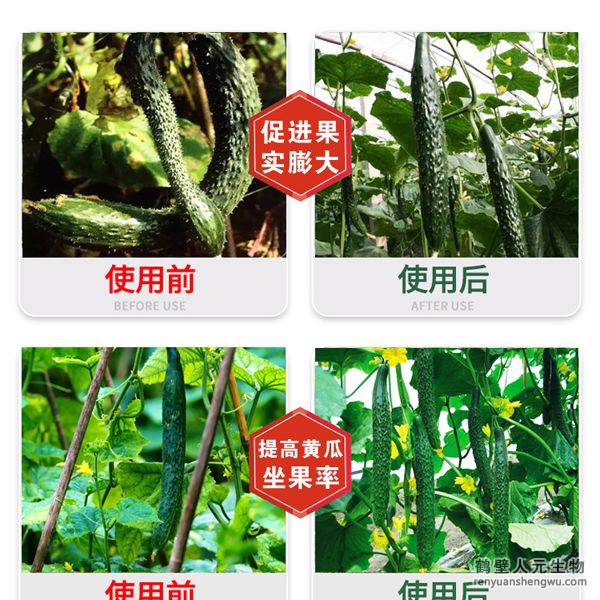 多氮豆粕菌肥系列黄瓜专用肥使用效果图1