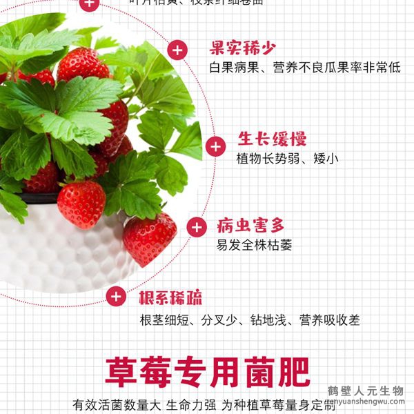 草莓种植常见问题