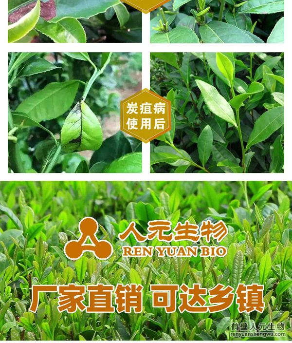 多氨豆粕菌肥系列茶叶专用肥使用效果图3