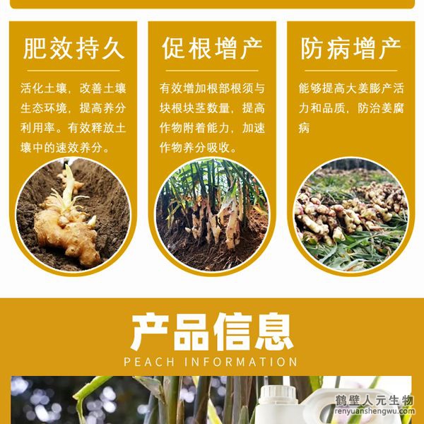 增强大姜营养免疫杀菌力，根系发达、植株粗壮，控制疯长，防止冻害，增加块根块茎数，提高叶绿素含量，增强光合作用，腋芽不断分生可发生多次，次生根茎，从生密集成块状，