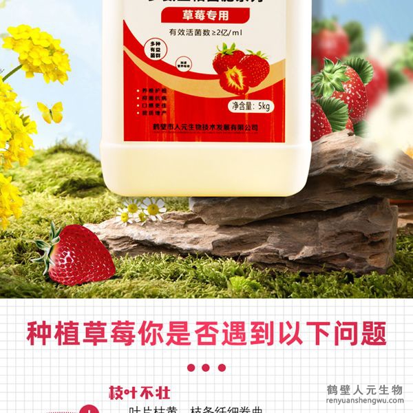 可有效增加根部须根数量，提高作物的附着能力；使作物主根粗壮、须根浓密，加速作物对养分的吸收；富含的有益菌具有固氮、解磷、解钾功能，有效释放土壤中的速效养分，提高肥料利用率，增加草莓产量，有助于增强草莓抗逆抗病能力，提高的坐果率，改善草莓口感、果型、果色、色泽、品质等，同时，兼具
