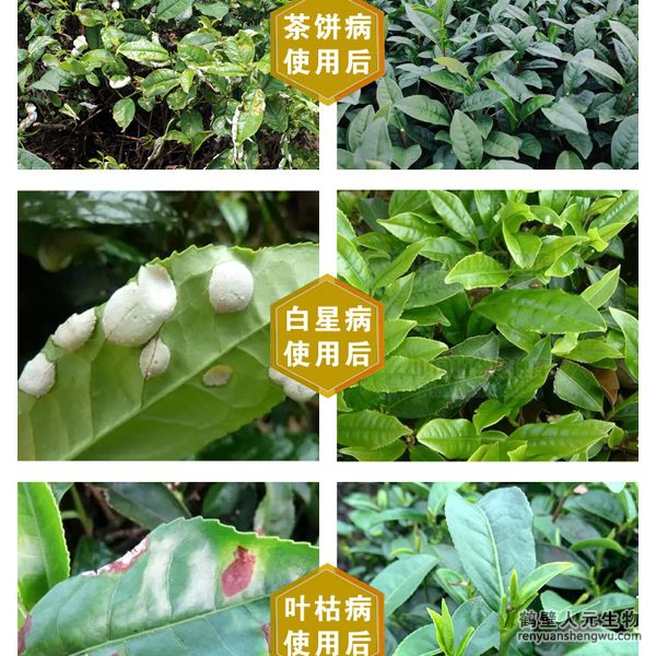 多氨豆粕菌肥系列茶叶专用肥使用效果图2