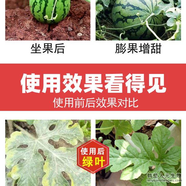 多氨豆粕菌肥系列瓜类专用肥使用效果图1