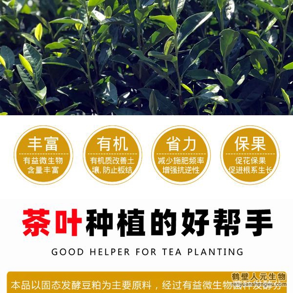施用后迅速打破茶叶休眠，诱发茶树酶系活力在早春低温情况下新芽快速萌发，新梢发芽密度高从而提高树自身生理、生化能力，促进茶树促进茶树根系发达和植株健壮，能提高茶树光合速率和抗逆性；