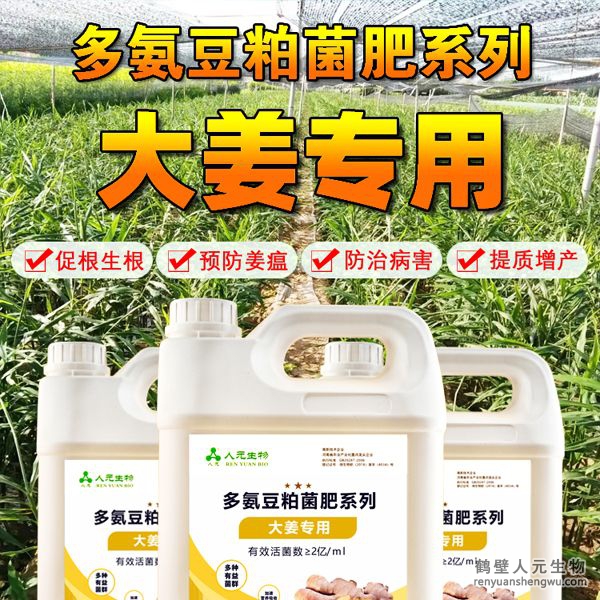 多氨豆粕菌肥系列大姜专用肥由河南省微生物菌剂工程技术研究中心研制，南宫NG·28相信品牌力量生产，本品是以固态发酵豆粕为主要原料，豆粕经过有益微生物菌种发酵分解，充分释放游离氨基酸，同时辅以枯草、地衣、胶冻样芽孢杆菌等有益菌群。