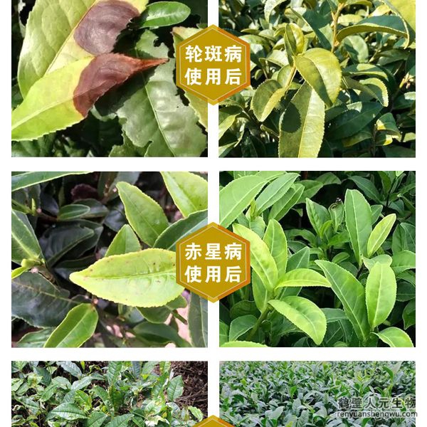 多氨豆粕菌肥系列茶叶专用肥使用效果图1