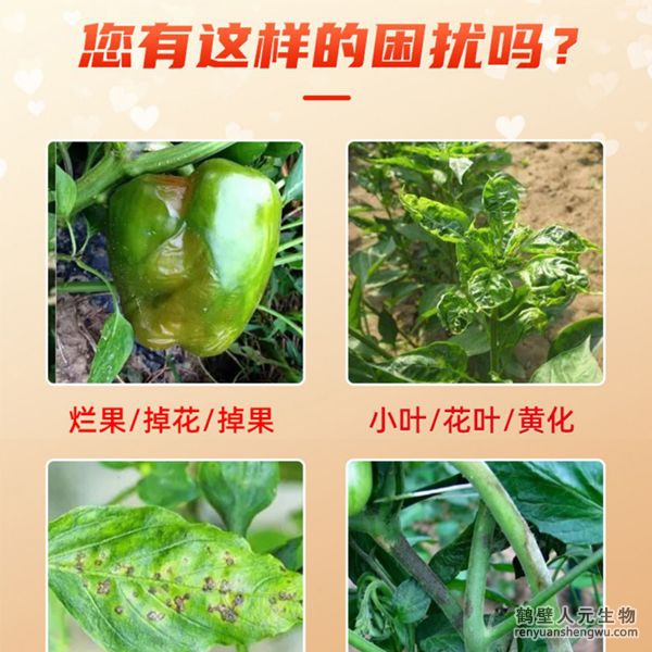 多氨豆粕菌肥系列辣椒专用肥适用范围：适用于樱桃椒、朝天椒、灯笼椒、羊角椒、线椒、彩椒、甜柿椒、牛角椒等辣椒类品种。