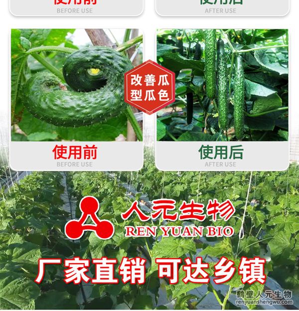 多氮豆粕菌肥系列黄瓜专用肥使用效果图2
