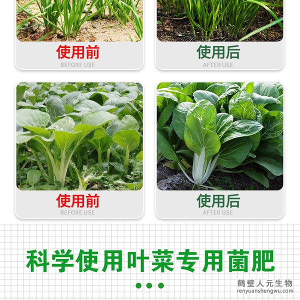 多氨豆粕菌肥系列叶菜类专用肥使用效果图2