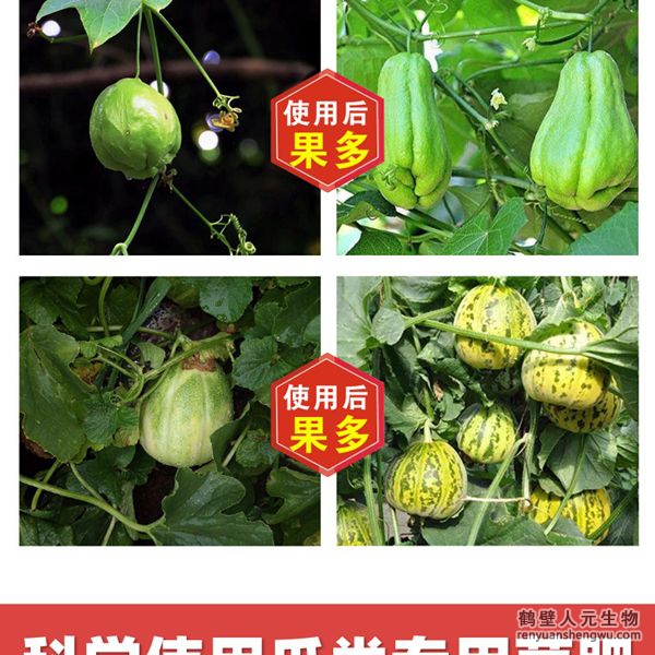 多氨豆粕菌肥系列瓜类专用肥使用效果图3