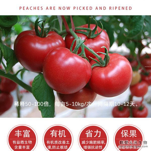 提高把料利用率，增加番茄产量，产量可增加20%以上，有助于提高番茄的坐果率，显者提高香茄产量，改善番茄口感、果型、果色、色泽、品质等，增加种植经济效益，同时兼具预防土传病害，减少病害发生的功能。
