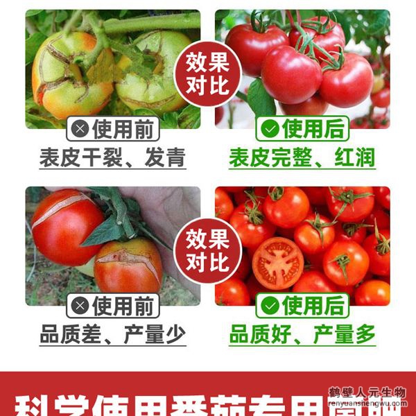 多氨豆粕菌肥系列西红柿专用肥使用效果图2