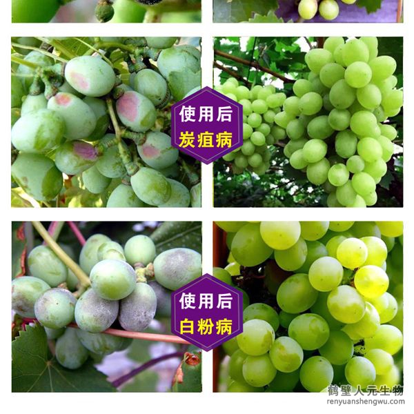 多氨豆粕菌肥系列葡萄专用肥使用效果图2
