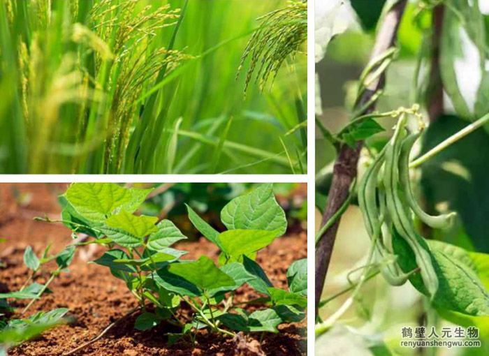 解淀粉芽孢杆菌剂