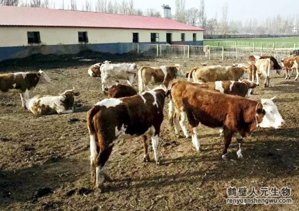 牛粪怎么发酵，堆放多久可以做肥料