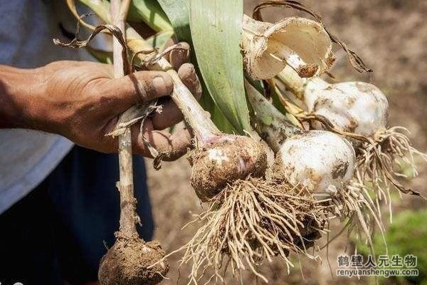 大蒜的种植方法